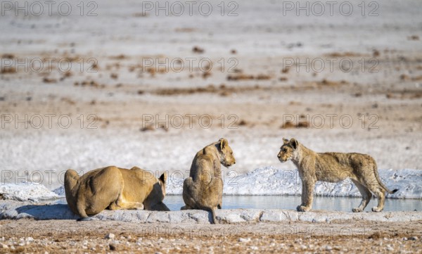 Lion (Panthera leo), with young at the waterhole, Nebrowni waterhole, Etosha National Park, Namibia