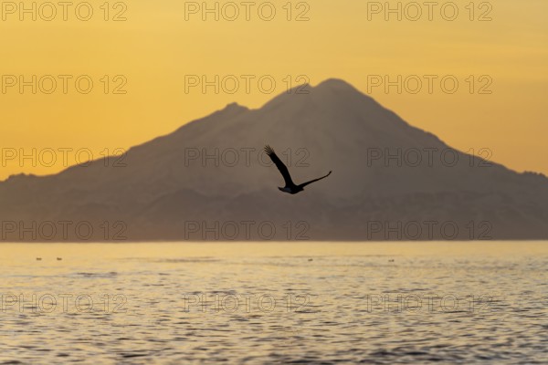 Bald eagle (Haliaeetus leucocephalus) flying in front of mountain silhouettes of the Aleutian chain with peak Mount Redoubt, at sunset, picturesque golden light of the midnight sun, Cook Inlet, Anchor Point, Anchor River State Recreation Area, Alaska, USA