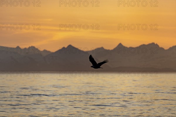 Bald eagle (Haliaeetus leucocephalus) flying in front of mountain silhouettes of the Aleutian chain, at sunset, picturesque golden light of the midnight sun, Cook Inlet, Anchor Point, Anchor River State Recreation Area, Alaska, USA