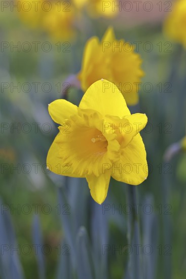 Daffodil (Narcissus), yellow flower in a garden, close-up, Wilnsdorf, North Rhine-Westphalia, Germany