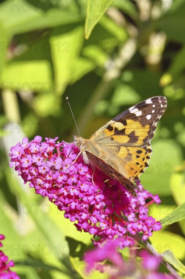 Thistle butterfly (Vanessa cardui) on a Buddleja davidii flower, Wilnsdorf, North Rhine-Westphalia, Germany
