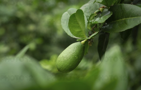 A single green lime hanging from a branch surrounded by leaves