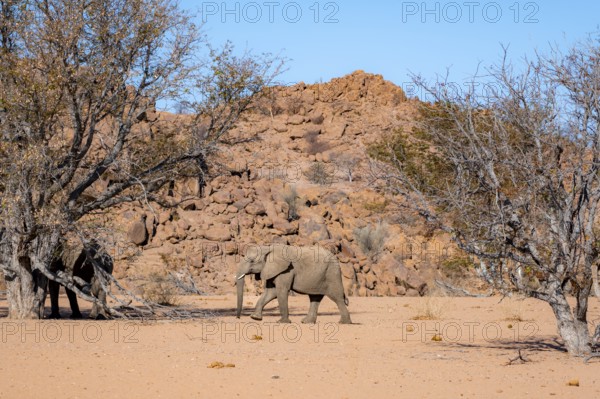 African elephant (Loxodonta africana), desert elephant in barren desert landscape, riverbed of the Ugab River, Damaraland, Erongo, Namibia