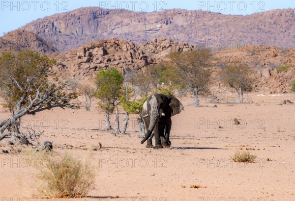 African elephant (Loxodonta africana), desert elephant in barren desert landscape, adult male, riverbed of the Ugab River, Damaraland, Erongo, Namibia