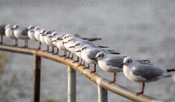 Black-headed gulls in winter dress, on a railing on the Rhine near Duisburg-Walsum, North Rhine-Westphalia, Germany