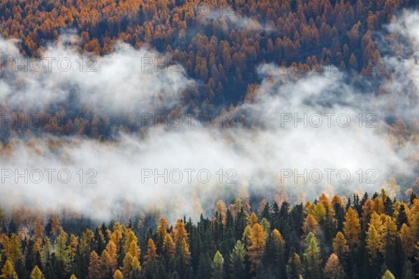Coniferous forest with larch and spruce trees crossed by clouds of fog, Engadin, Canton of Graubünden, Switzerland