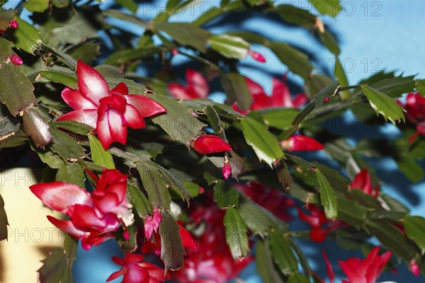 Christmas cactus (Schlumbergera truncata), flowers, in studio, North Rhine-Westphalia, Germany