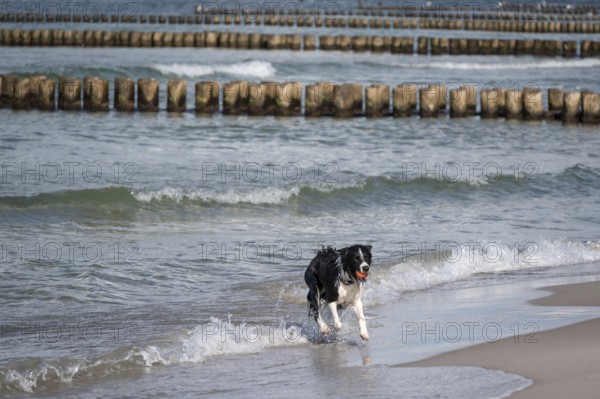 Dog, border collie fetches a ball from the Baltic Sea, Ahrtenshoop, Darß, Mecklenburg-Western Pomerania, Germany