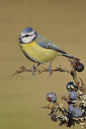 Blue tit (Parus caeruleus), sitting on a branch in a blackthorn bush, (Prunus spinosa), sloes, with ripe fruit, autumn, wildlife, animals, tit family, songbird, birds, Wilnsdorf, North Rhine-Westphalia, Germany