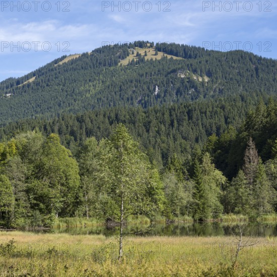 Landscape near Suttensee, wetland, Mangfall Mountains, Rottach-Egern, Upper Bavaria, Bavaria, Germany