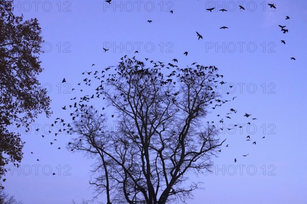 Crows on a tree in late autumn, Germany