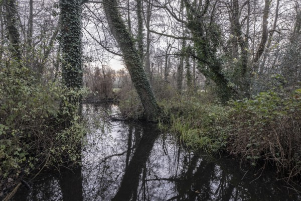 River landscape, Wümme, Lower Saxony, Germany