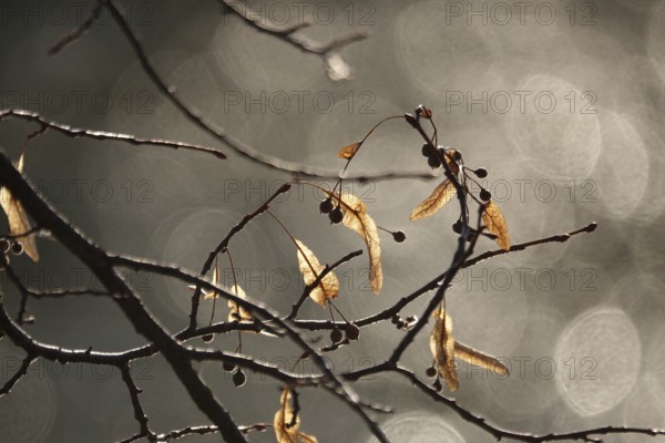 Linden tree in late autumn, Germany