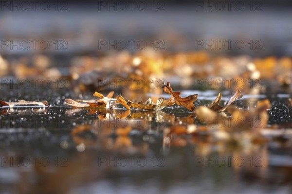 Frozen lake with autumn leaves, late autumn, Germany