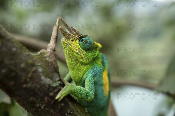 Three-horned chameleon (Trioceros jacksonii), male, Bwindi Impenetrable Forest National Park, Uganda