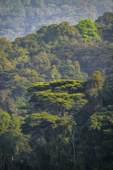 Rainforest, jungle, Bwindi Impenetrable Forest National Park, Uganda