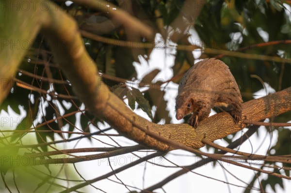 Pangolin climbing a tree, white-bellied pangolin (Phataginus tricuspis, Manis tricuspis), Western Region, Pangolin Rescue Center, Uganda