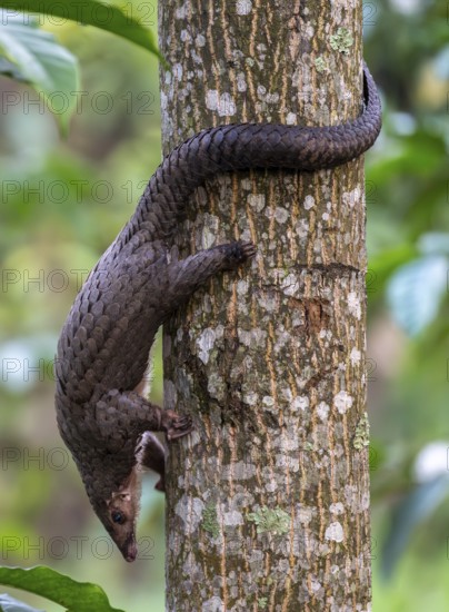 Pangolin climbing a tree, white-bellied pangolin (Phataginus tricuspis, Manis tricuspis), Western Region, Pangolin Rescue Center, Uganda