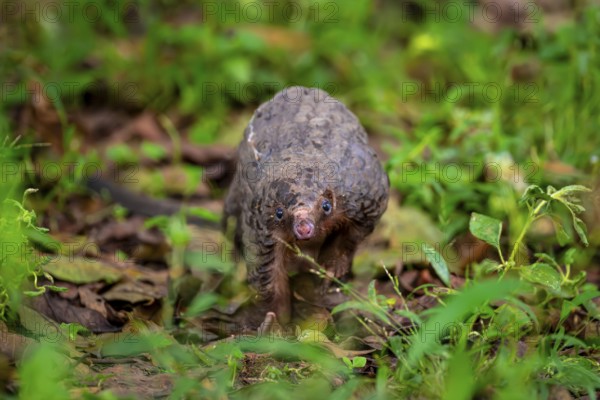 Pangolin on the ground, white-bellied pangolin (Phataginus tricuspis, Manis tricuspis), Western Region, Pangolin Rescue Center, Uganda