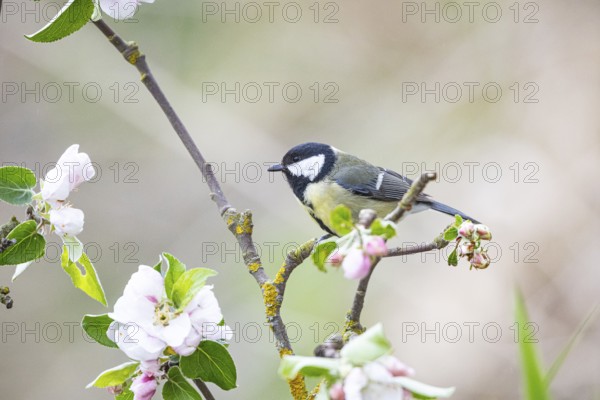 Great tit (Parus major) Germany