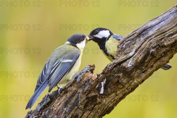 Great tit (Parus major) adult bird feeds young Germany