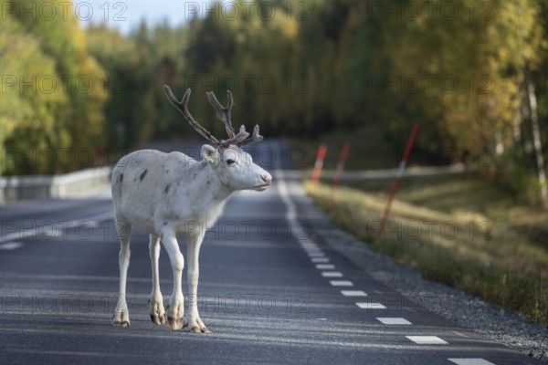 White reindeer on the street in Sweden, Lapland in autumn