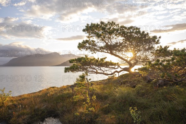 Scots pine with sun stars on the Norwegian fjord. Sunrise at Bodø, Nordland, Norway