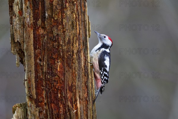 Middle woodpecker (Dendrocopus medius) Germany