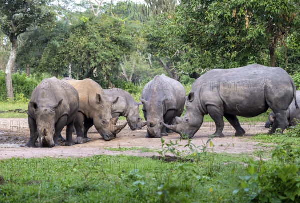 Southern white rhino (Ceratotherium simum simum), several animals at a watering hole, Ziwa Rhino Sanctuary, Uganda