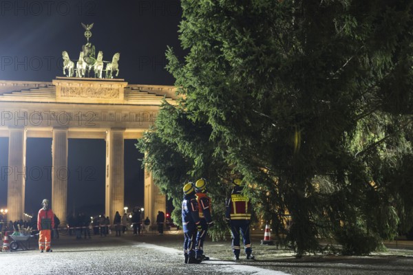 THW volunteers set up the Christmas tree delivered from Thuringia in front of the Brandenburg Gate, Berlin, 24.11.2025