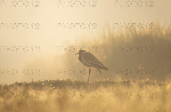 A white-breasted waterhen (Amaurornis phoenicurus) in the grass during a misty sunrise, Gazipur, Bangladesh