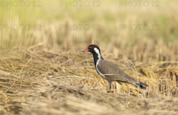A white-breasted waterhen (Amaurornis phoenicurus) stands on a rice field at noon, Gazipur, Bangladesh