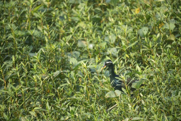 A bronze-winged jacana (Metopidius indicus), Gazipur, Bangladesh