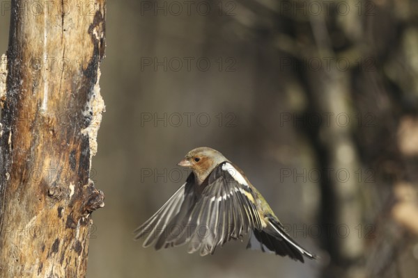 Chaffinch (Fringilla coelebs) male in flight, approach to forage wood, winter feeding, Allgäu, Bavaria, Germany, Allgäu, Bavaria, Germany