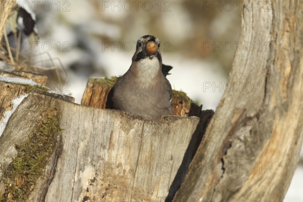 Eurasian Jay (Garrulus glandarius) with acorn (Quercus) in its beak, feeding in the forest during winter, Allgäu, Bavaria, Germany, Allgäu, Bavaria, Germany