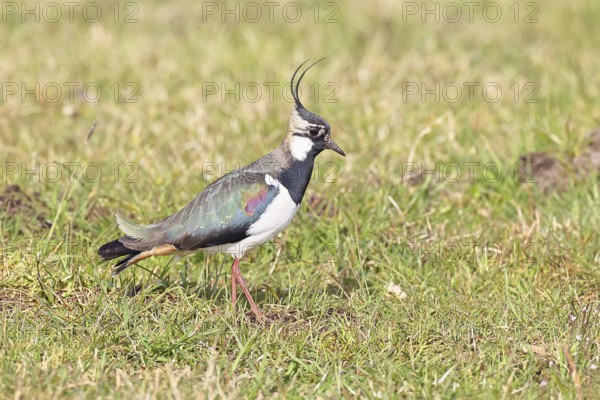 Lapwing (Vanellus vanellus), gorgeous dress, looking for food in a swampy meadow, wildlife, lembruch, ox moor, Dümmer nature park Park, Lower Saxony, Germany