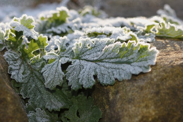 Gänsefinerkraut (Potentilla anserina), North Rhine-Westphalia, Germany
