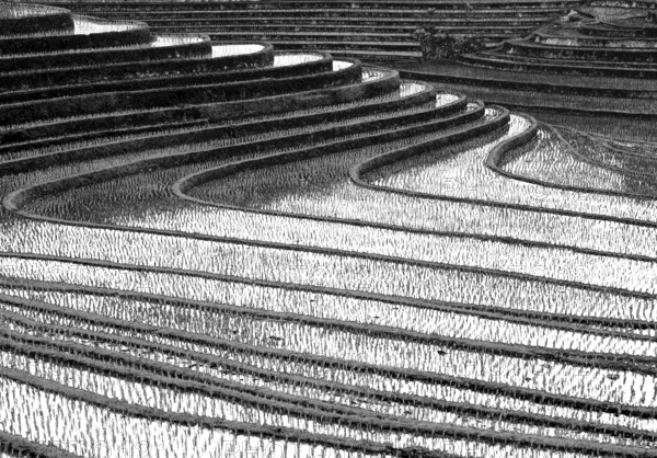 Terrace rice paddies north of Antosari, Bali, Indonesia
