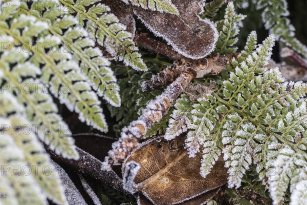 Fern (Polystichum setiferum) with hoarfrost, Emsland, Lower Saxony, Germany