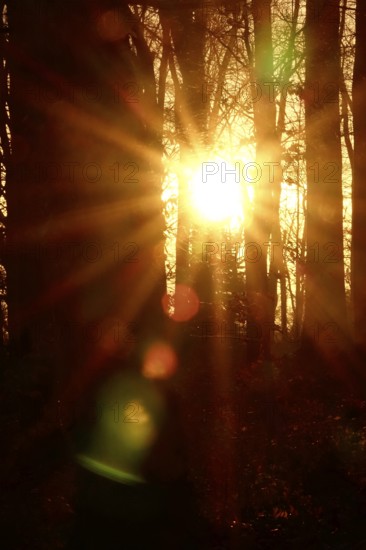 Forest on a November evening, sunset, autumn, Germany