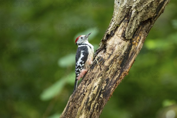Middle woodpecker (Dendrocopus medius) Germany