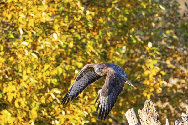 Common Buzzard (Buteo buteo) Germany
