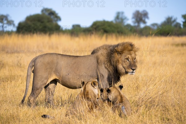 Maned lion and young animals, lion (Panthera Leo) lying in grass, savuti, Chobe National Park National Park, Botswana