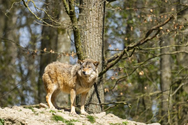 Eastern wolf (Canis lupus lycaon) standing on a little hill, Bavaria, Germany