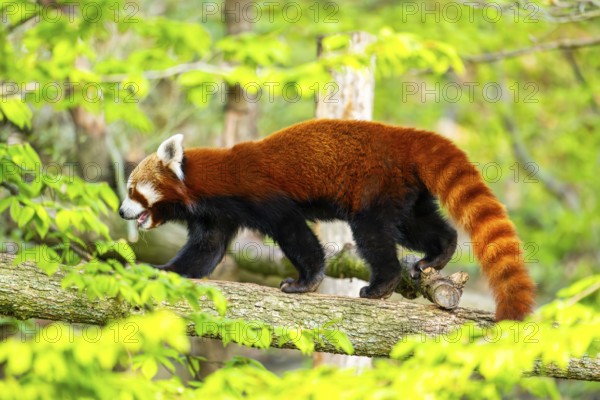 Red panda (Ailurus fulgens) walking on a tree, Germany