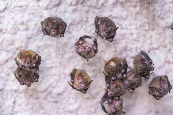 Lesser mouse-eared myotis (Myotis blythii) bats hanging on a wall, Bavaria, Germany
