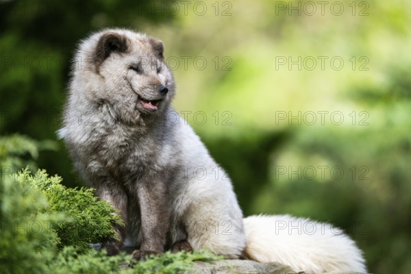 Arctic fox (Vulpes lagopus) sitting on a rock, Bavaria, Germany