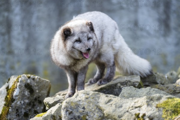 Arctic fox (Vulpes lagopus) standing on a rock, Bavaria, Germany
