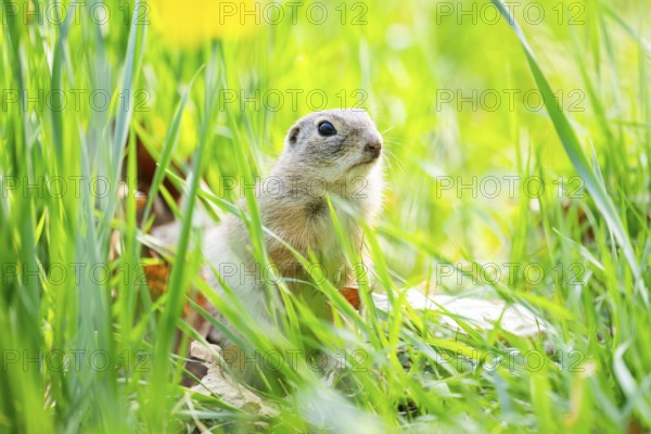 European ground squirrel (Spermophilus citellus) on a meadow, Bavaria, Germany