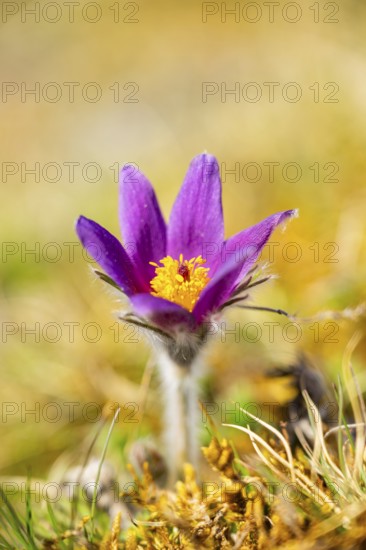 Pasque flower (Pulsatilla vulgaris), blooming, sunset, Bavaria, Germany